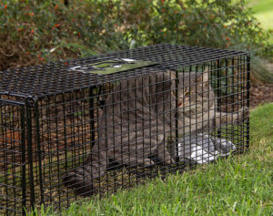 Trapped feral